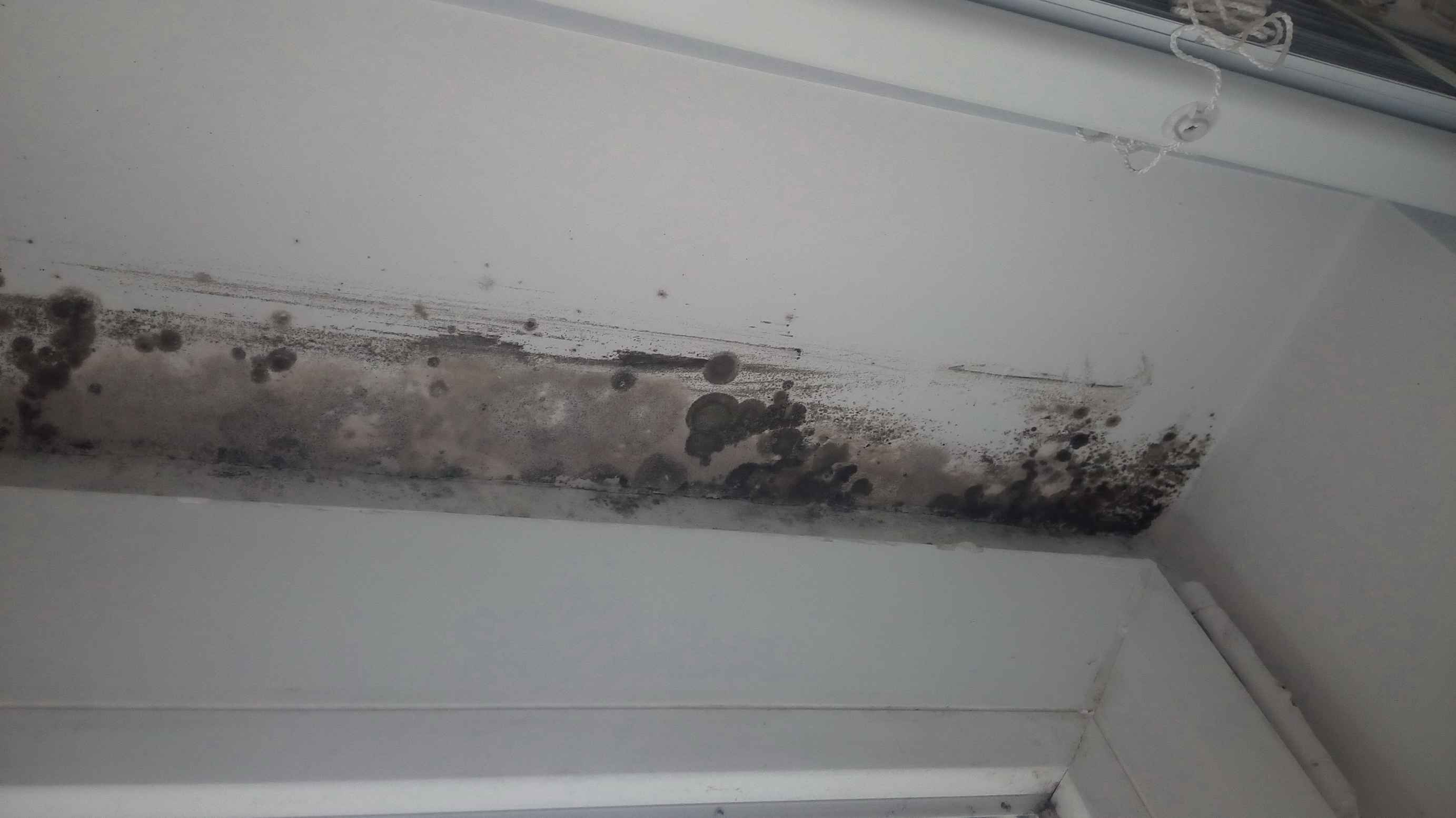 Mold Inspection